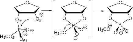 Schematic of transesterification reaction